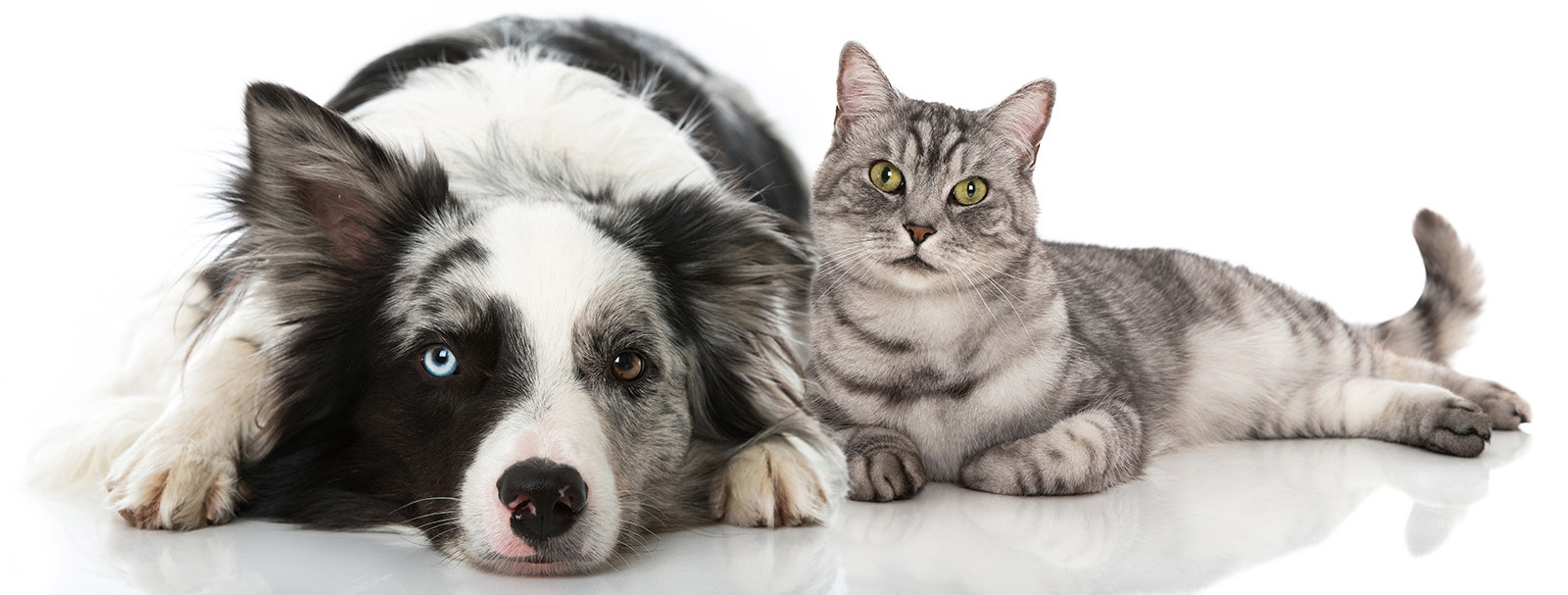 Track My Pets